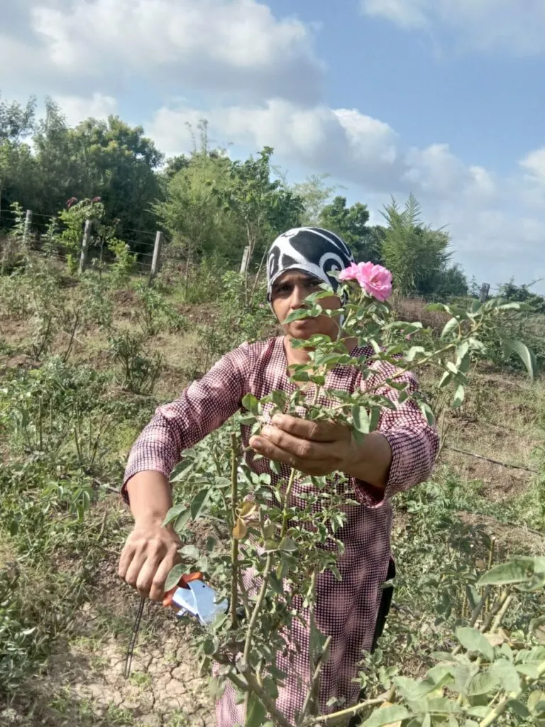 rose farming