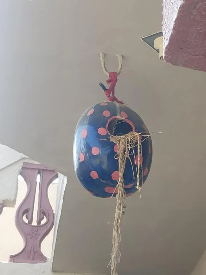 bird  nest
