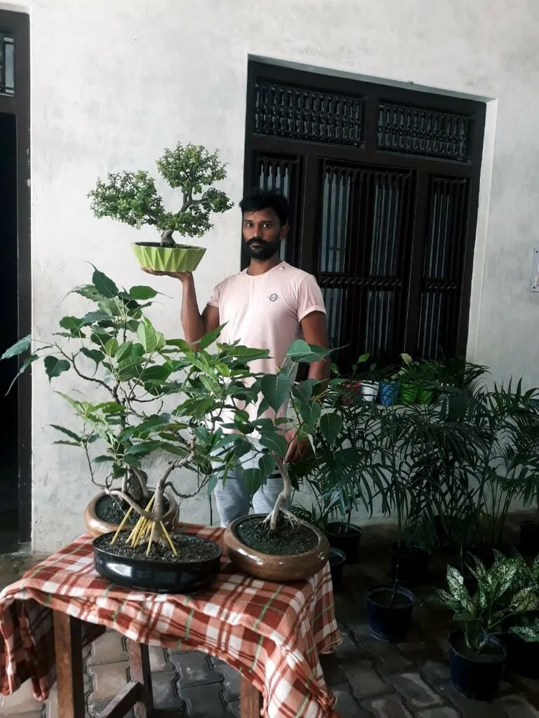 Bonsai plant