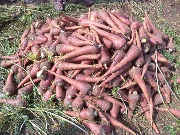 carrot farming