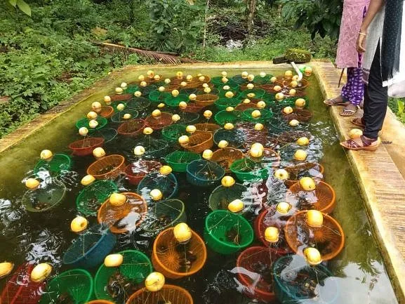 Pearl Farming in bucket