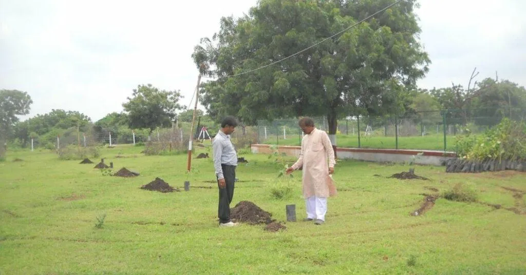 Tree plantation