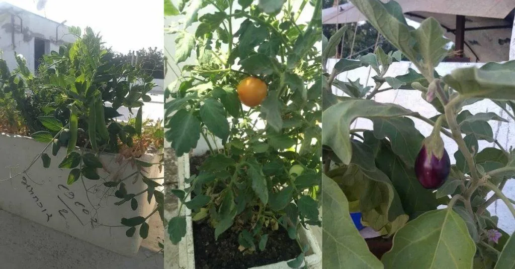 organic gardening