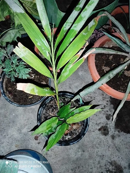 gardening