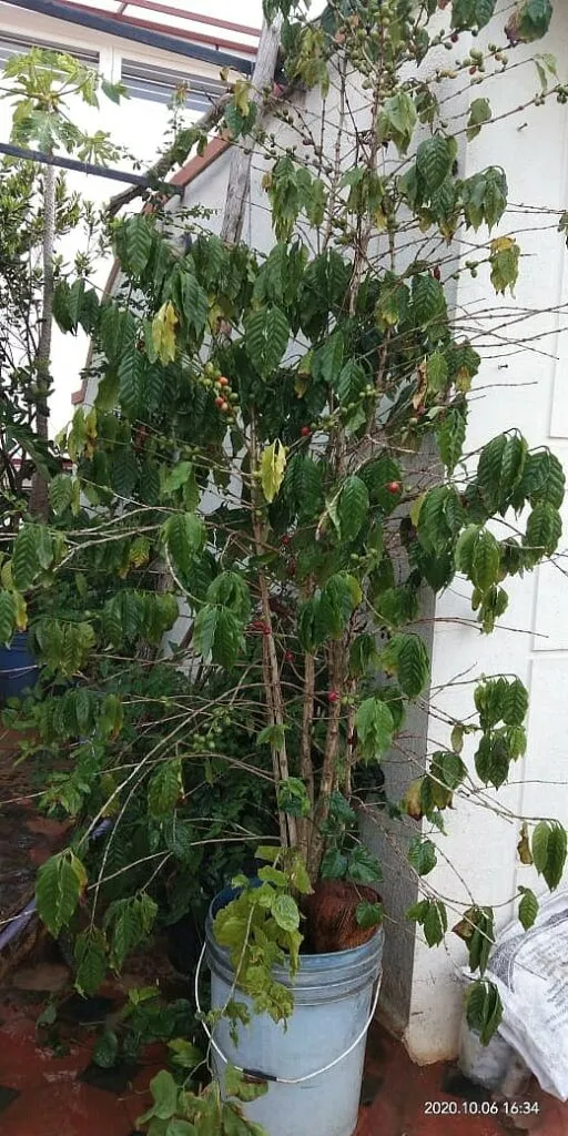 Coffee Plant