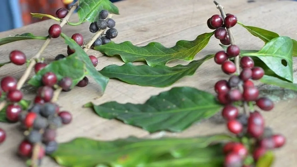Home Grown Coffee
