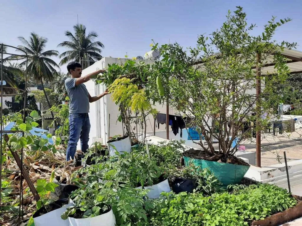 Balcony gardening