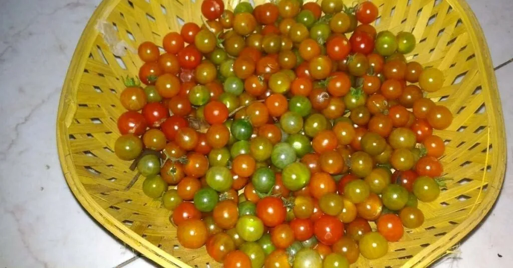 organic vegetables