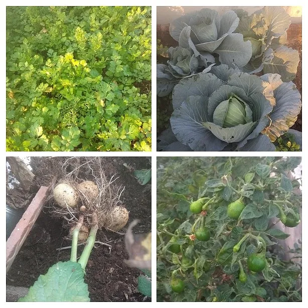 Homegrown vegetables