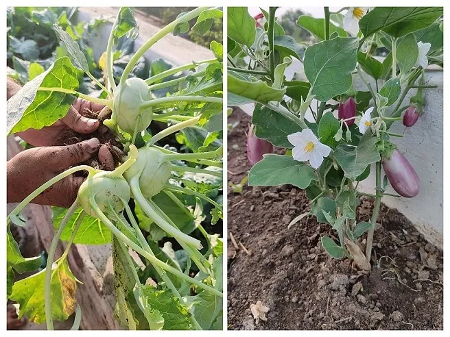 organic vegetables