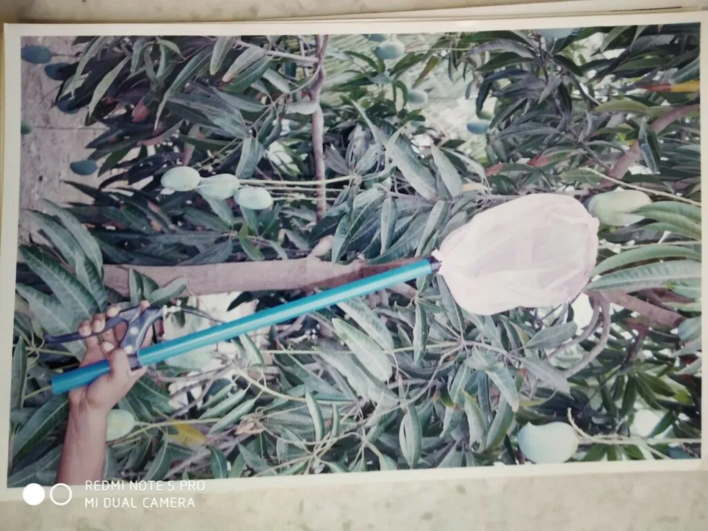 Lemon Cutter