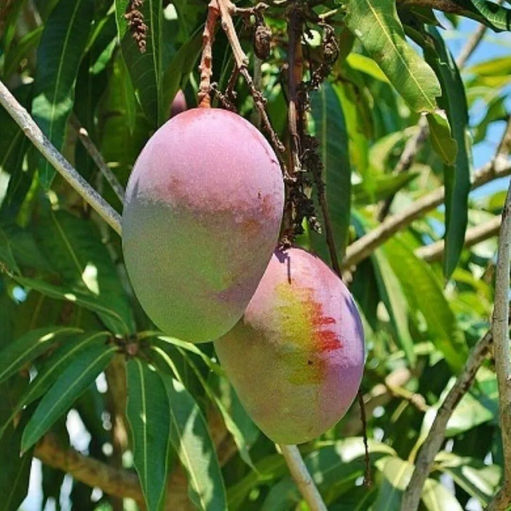 Organic Mango