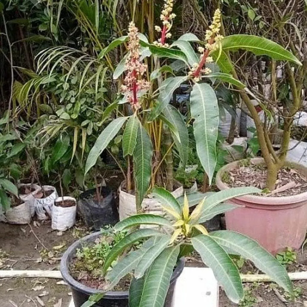 Nursery Business