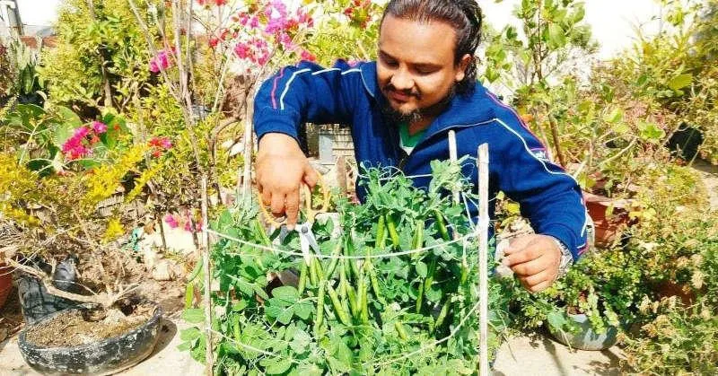 Organic Peas