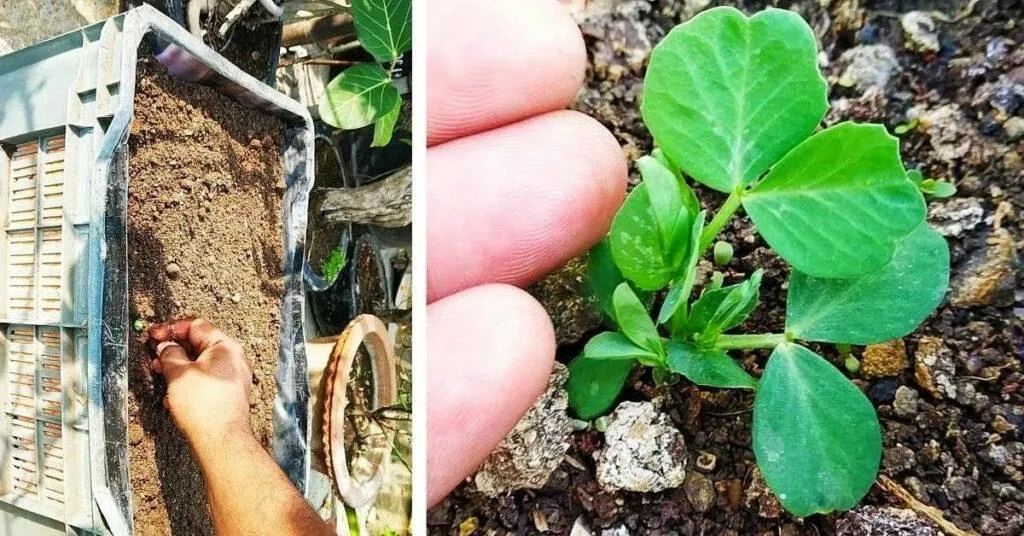 Gardening