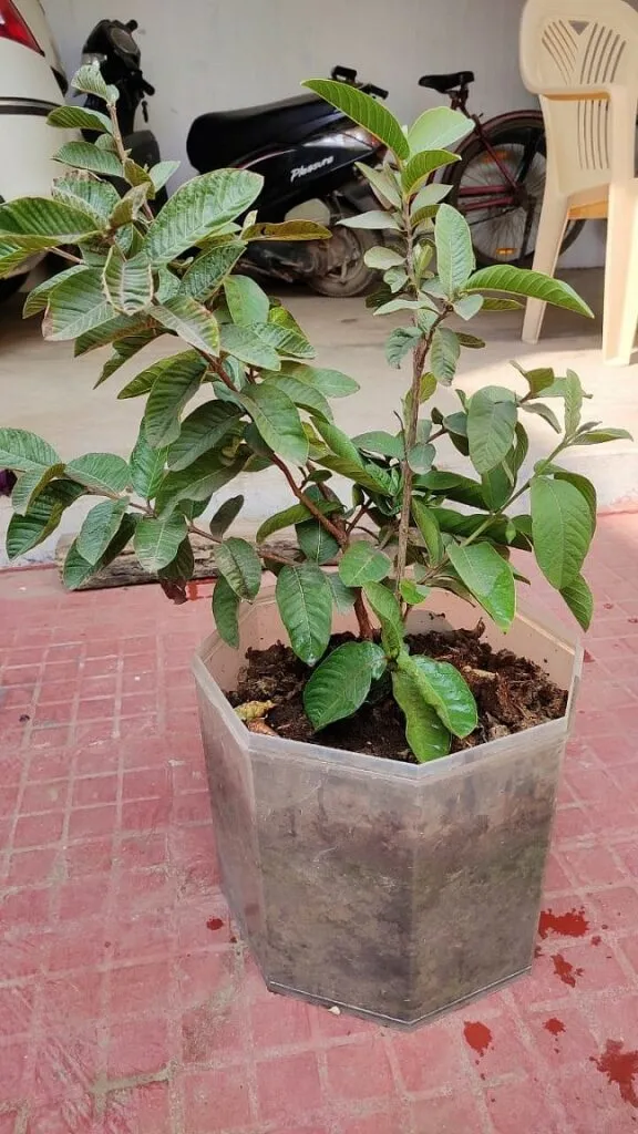 Grow Guava