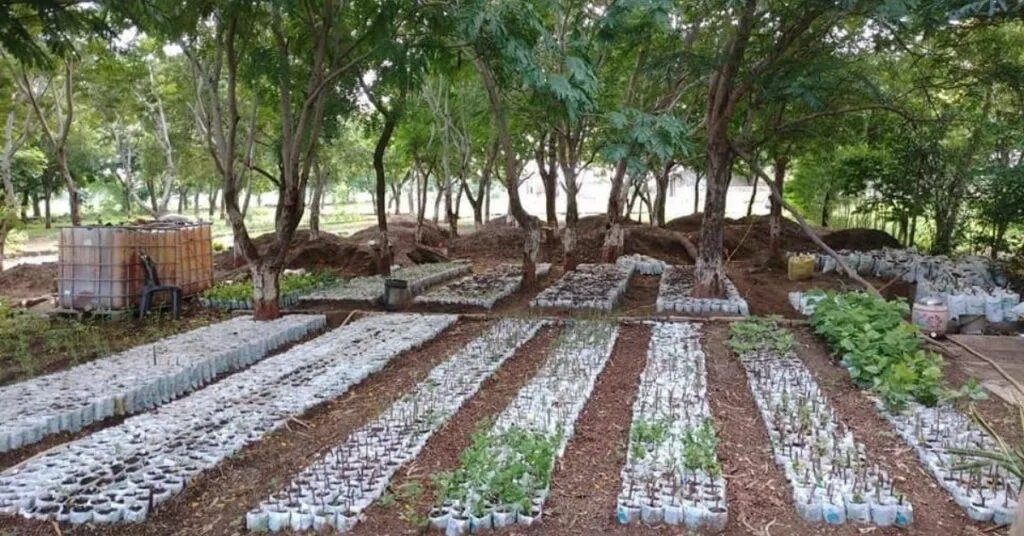 Tree Plantation