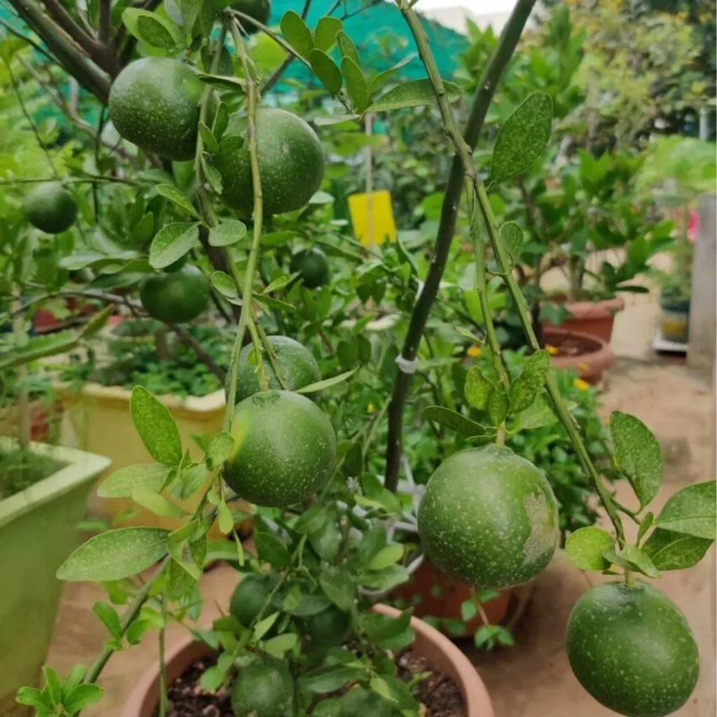 Gardening Tips