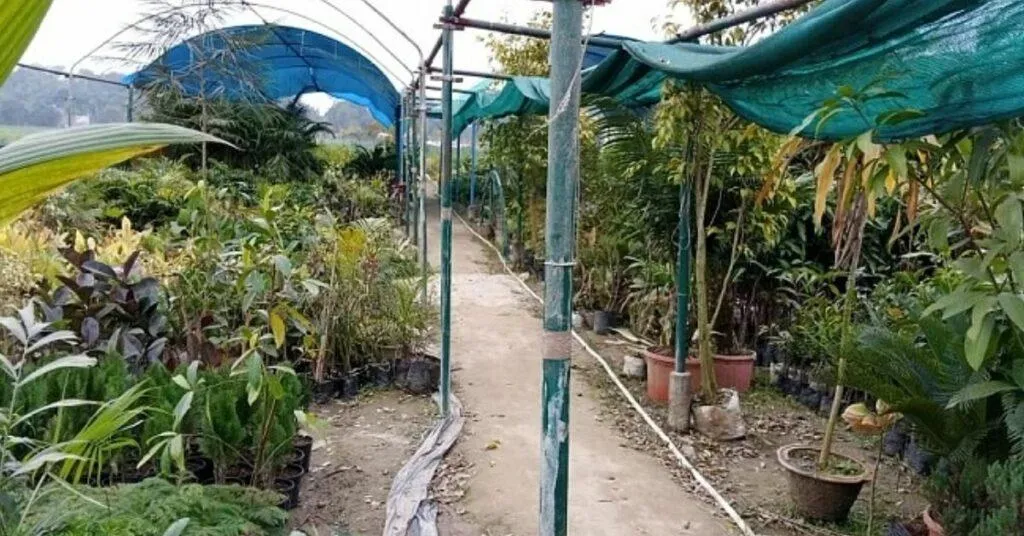 Nursery Business
