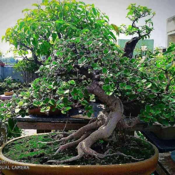 Bonsai