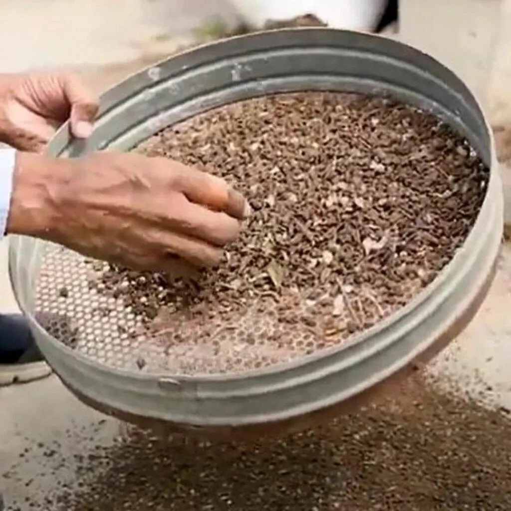 Bonsai gardening