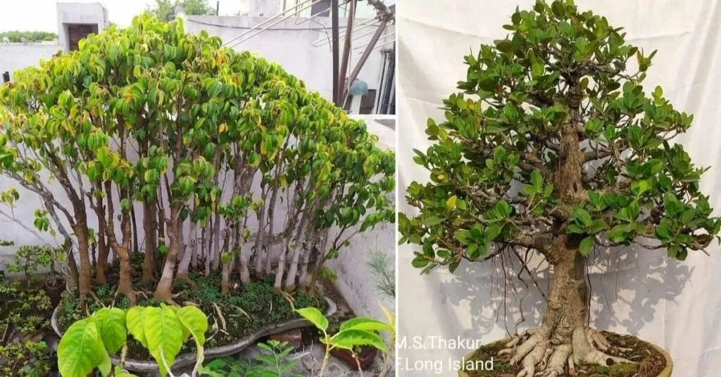 Bonsai gardening tips