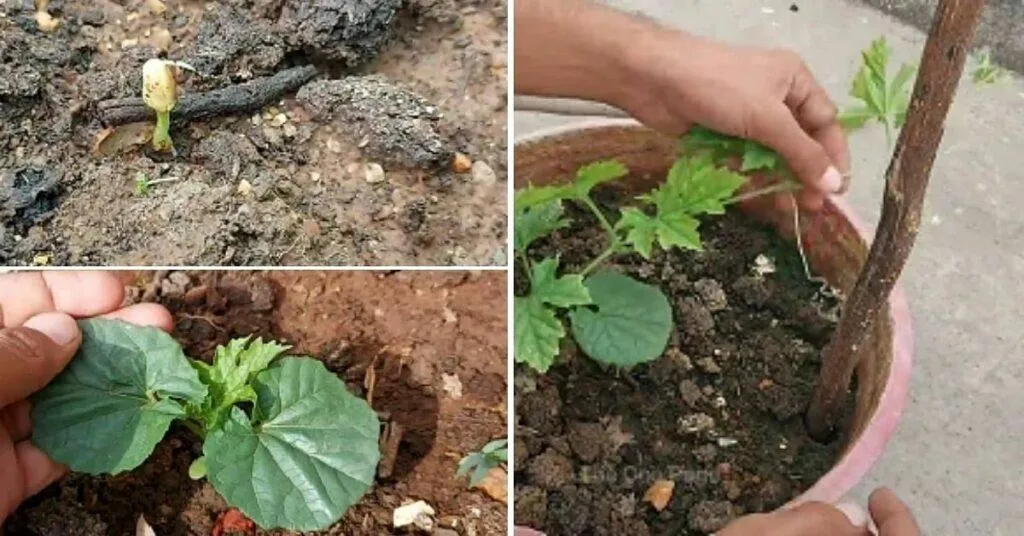 Grow Karela