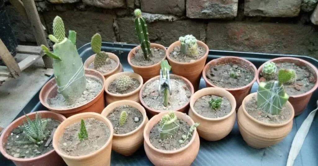 Terrace Gardening
