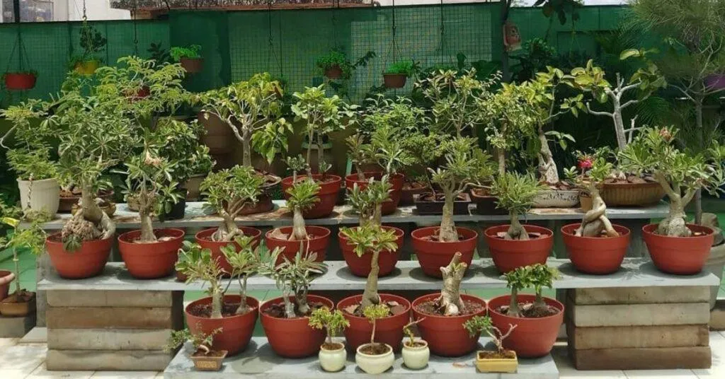 Gardening Expert