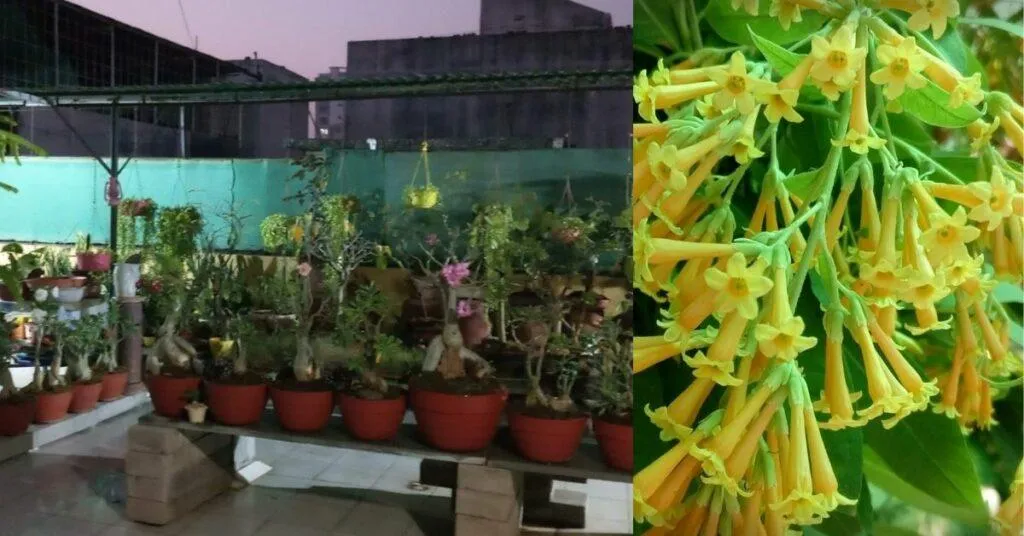 Terrace Gardening