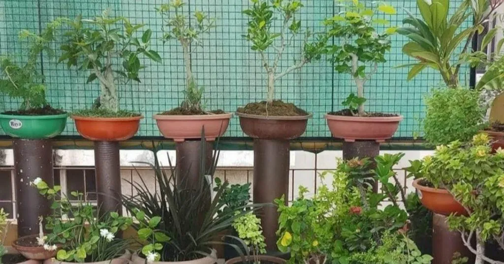 Terrace Gardening