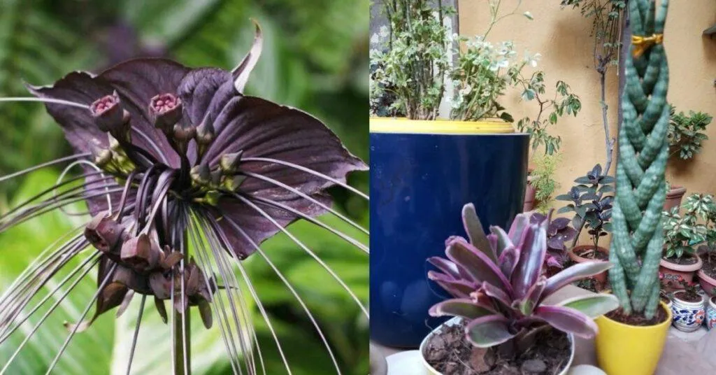 Home Gardening