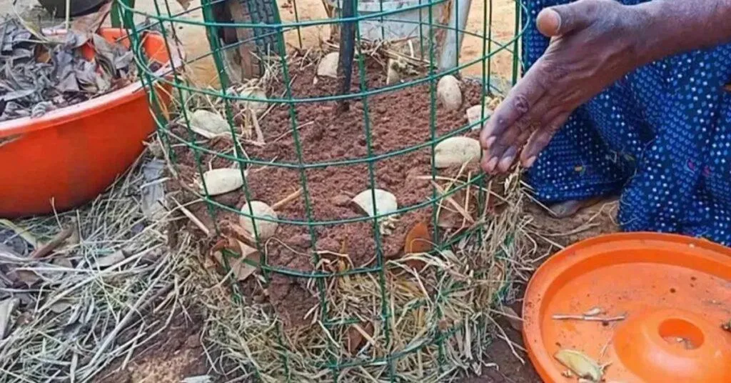 Gardening Tips