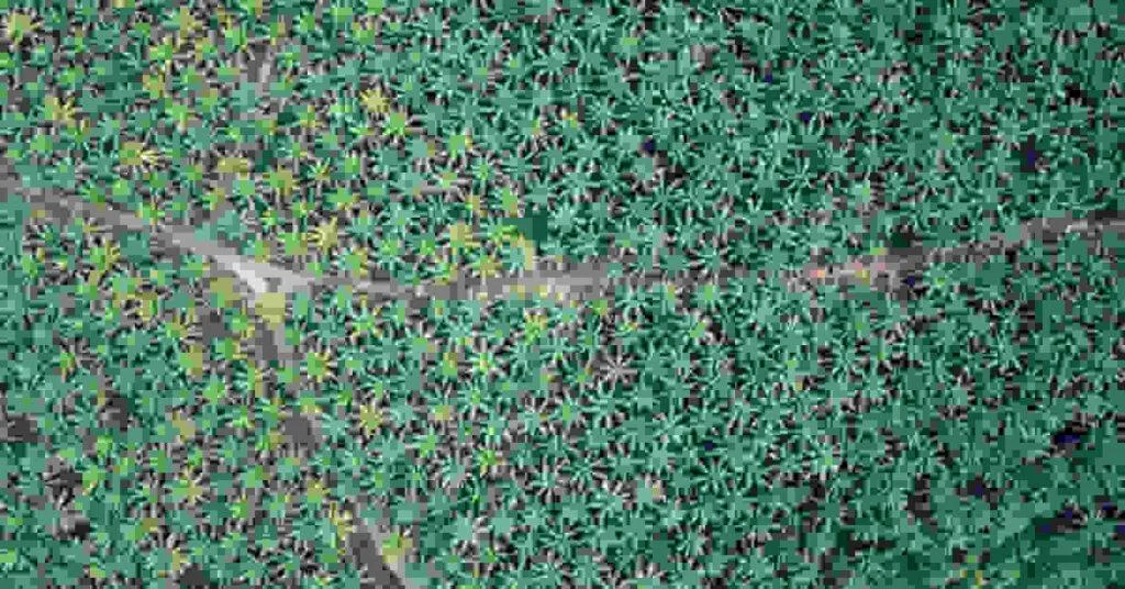 Palm Oil