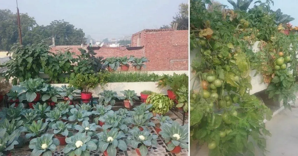 gardening tips