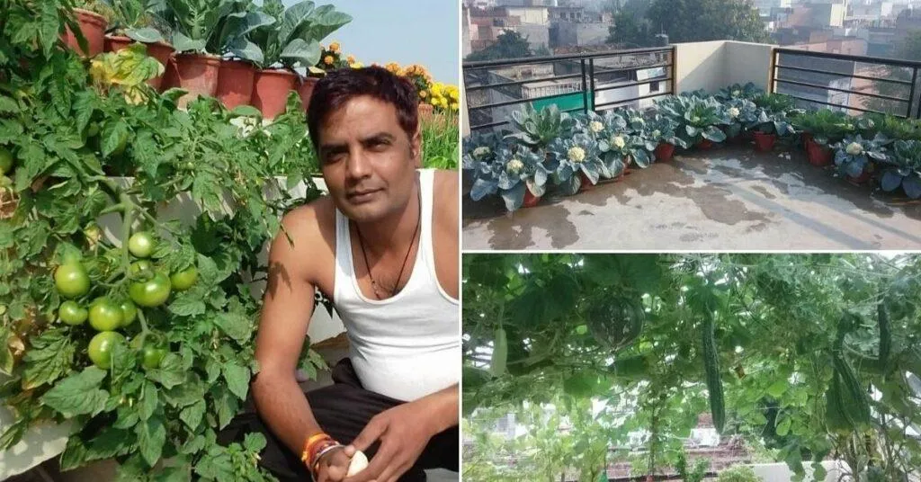 Terrace gardening