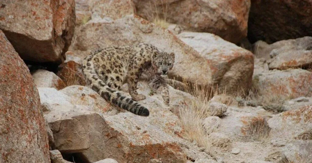 Snow Leopards