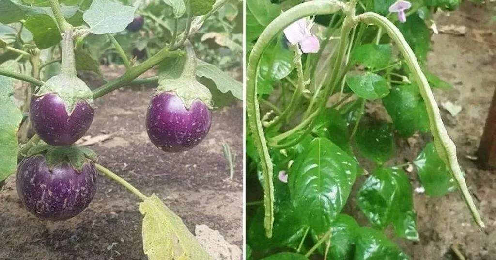 Home grown vegetables
