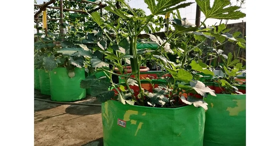Gardening Expert