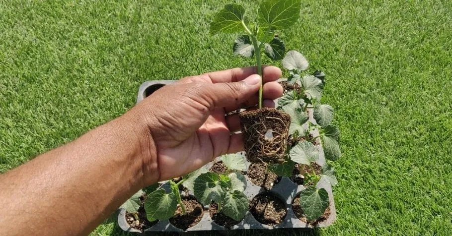 Organic Gardening