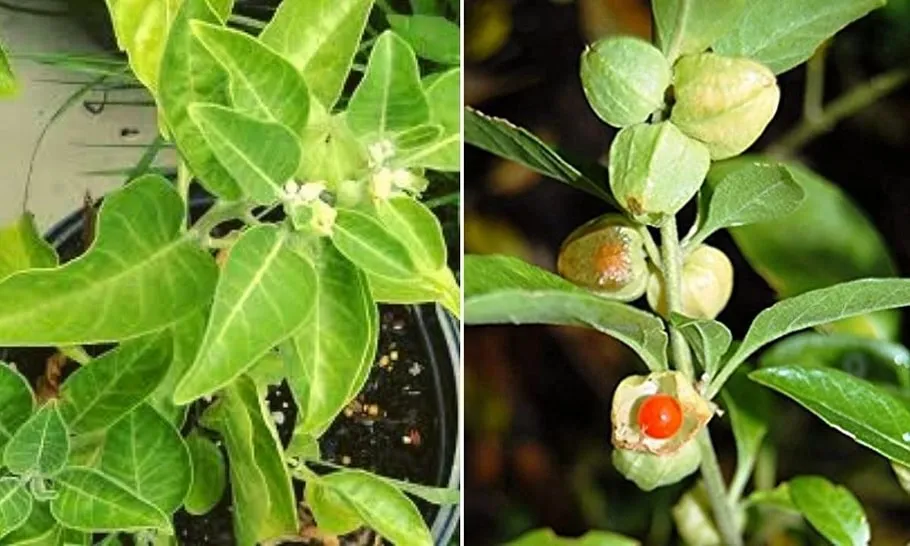 Ashwagandha Plantation