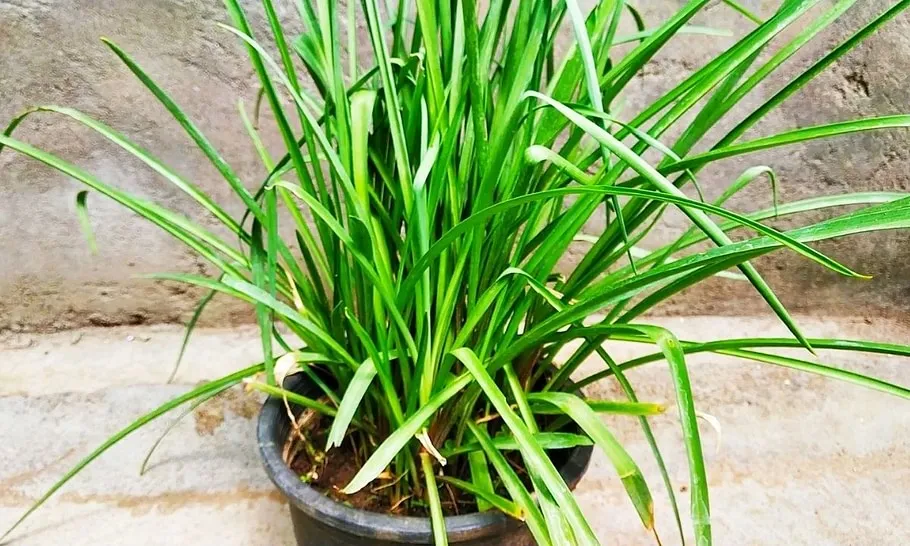 Lemon Grass