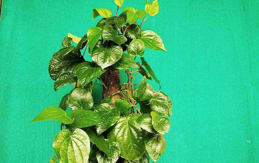 Immunity booster plant