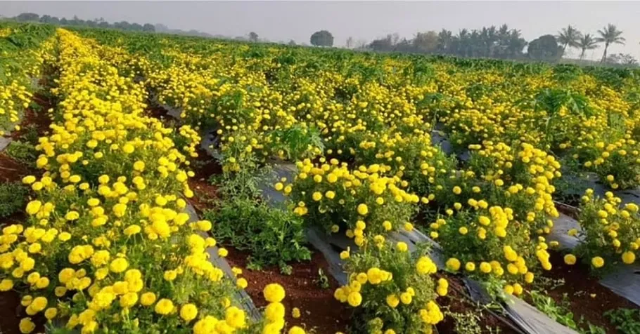 Organic product business