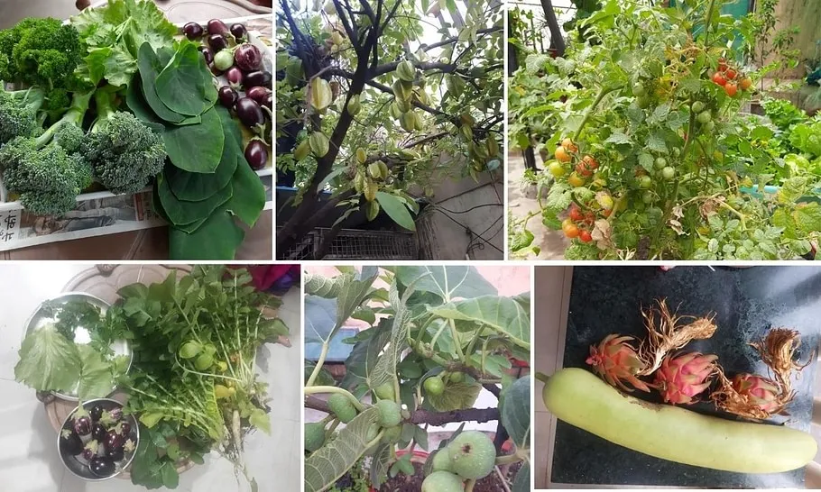 Home grown vegetables