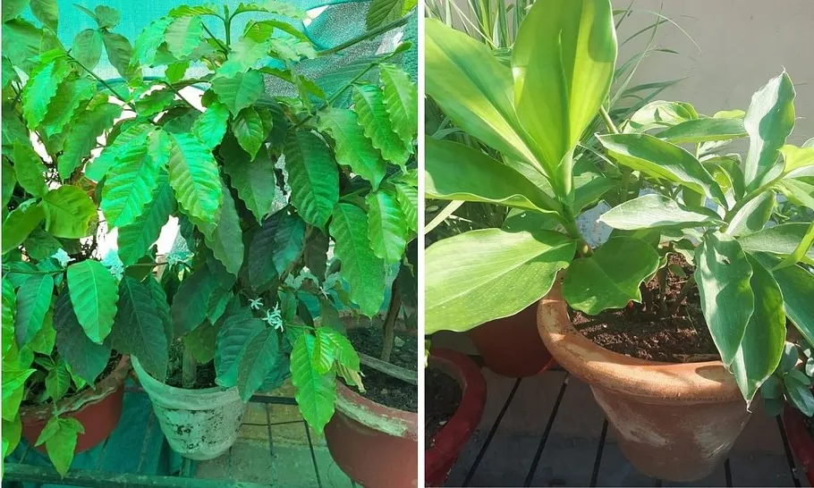 Organic Gardening