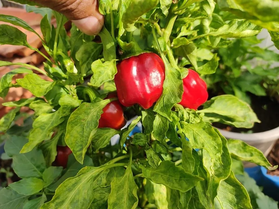 Organic Gardening