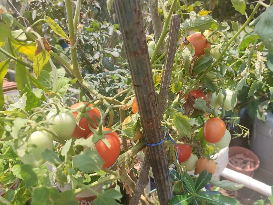 Organic vegetable