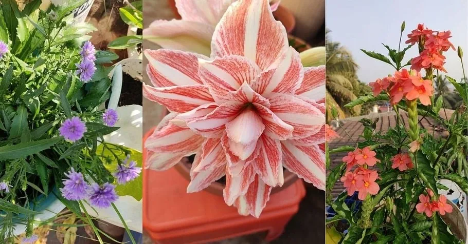 Balcony Gardening