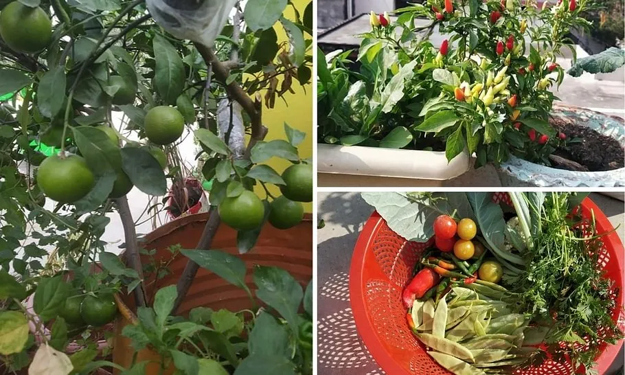 Organic gardening